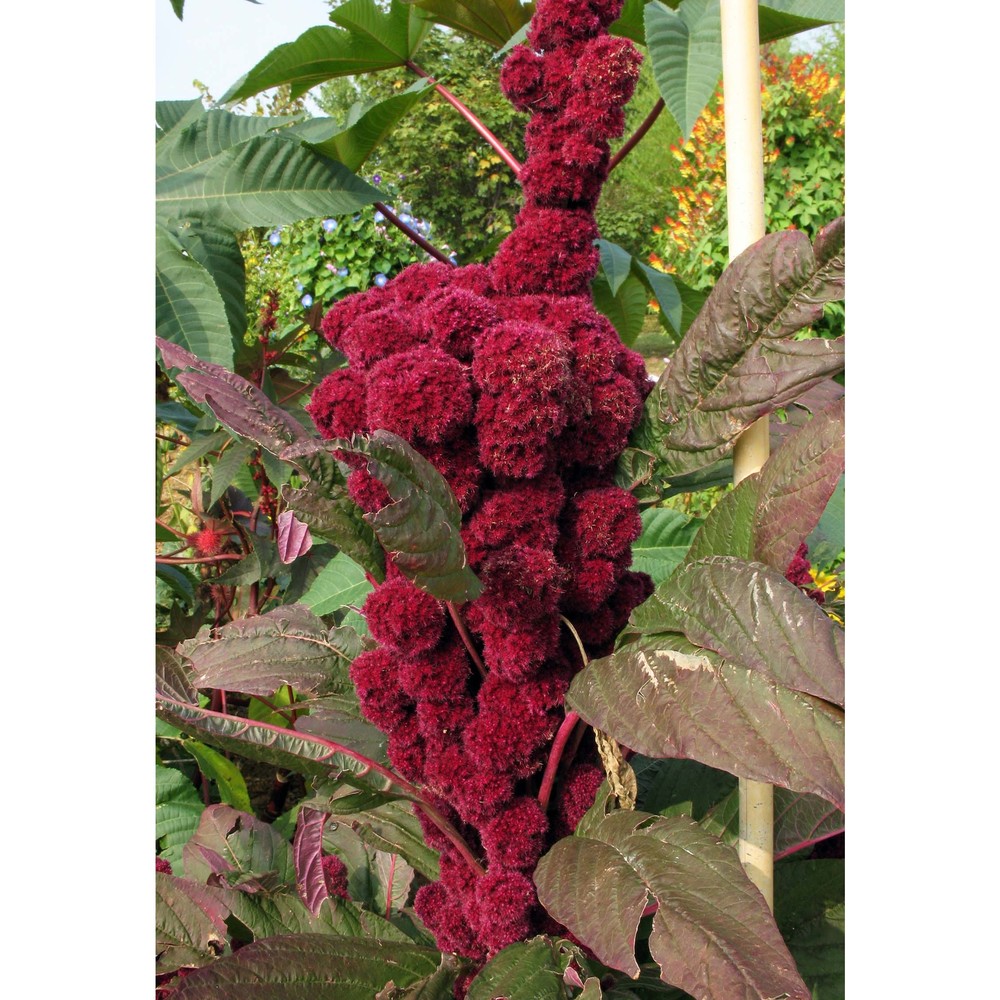 amaranthus hypochondriacus l.