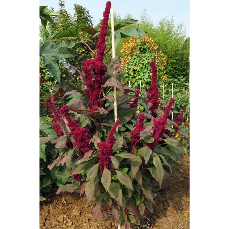 amaranthus hypochondriacus l.