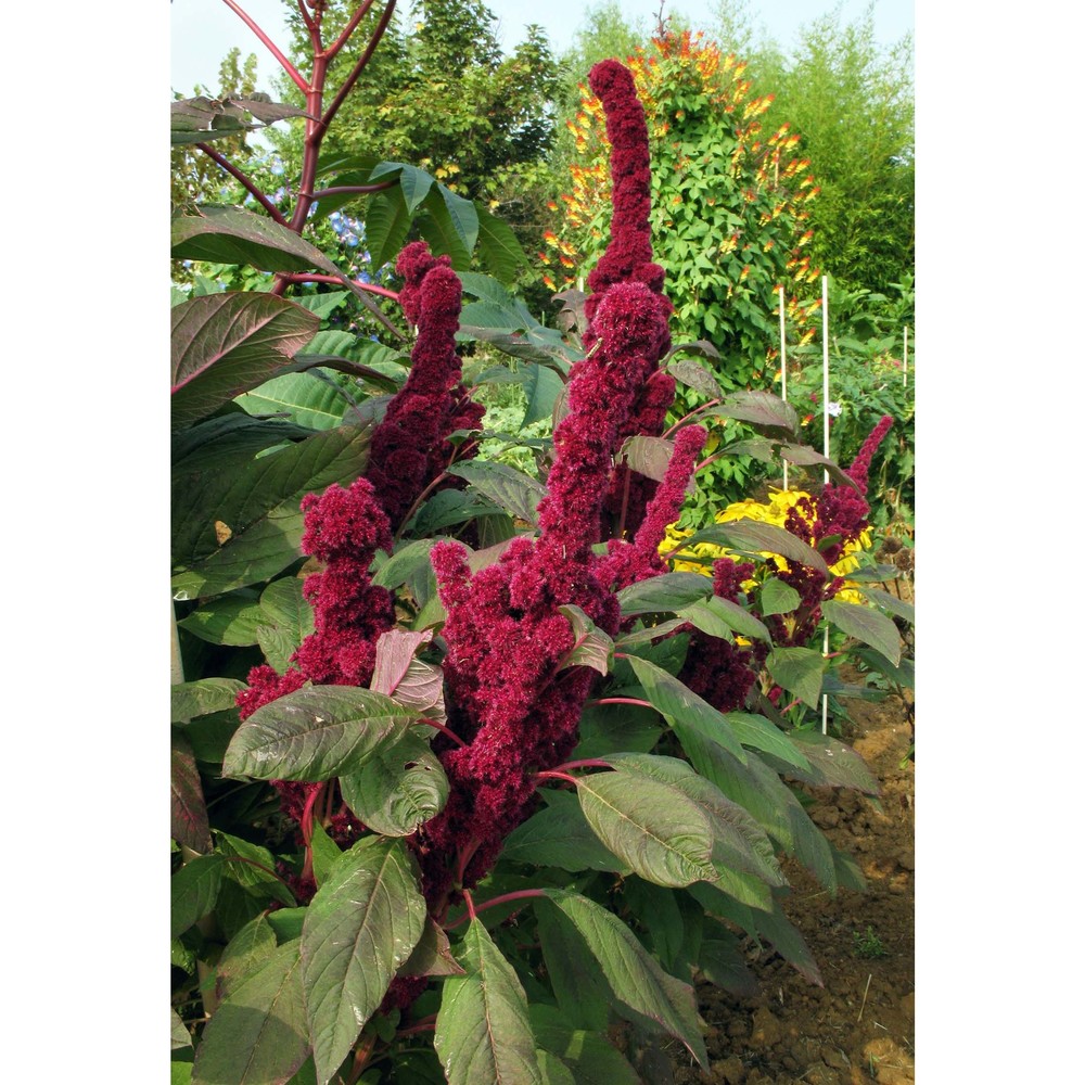 amaranthus hypochondriacus l.