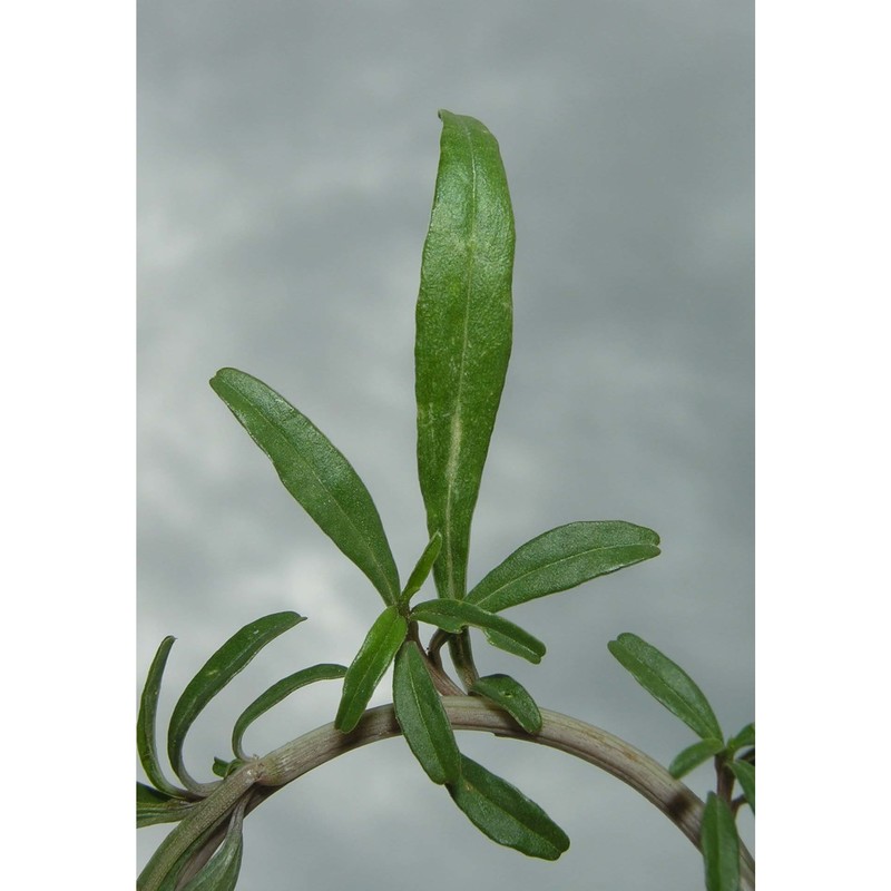 amaranthus muricatus (gillies ex moq.) hieron.