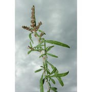 amaranthus muricatus (gillies ex moq.) hieron.