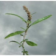 amaranthus muricatus (gillies ex moq.) hieron.