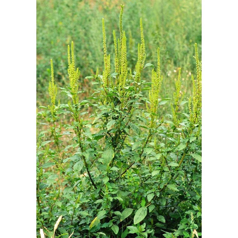 amaranthus powellii s. watson