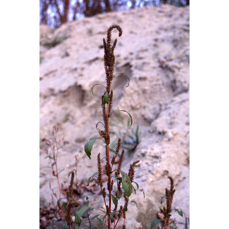 amaranthus powellii s. watson