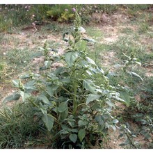 amaranthus retroflexus l.