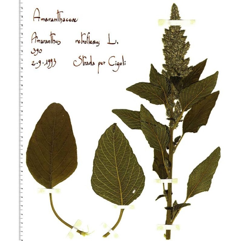 amaranthus retroflexus l.