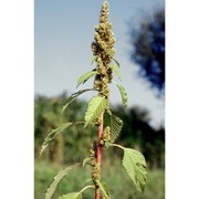 amaranthus retroflexus l.