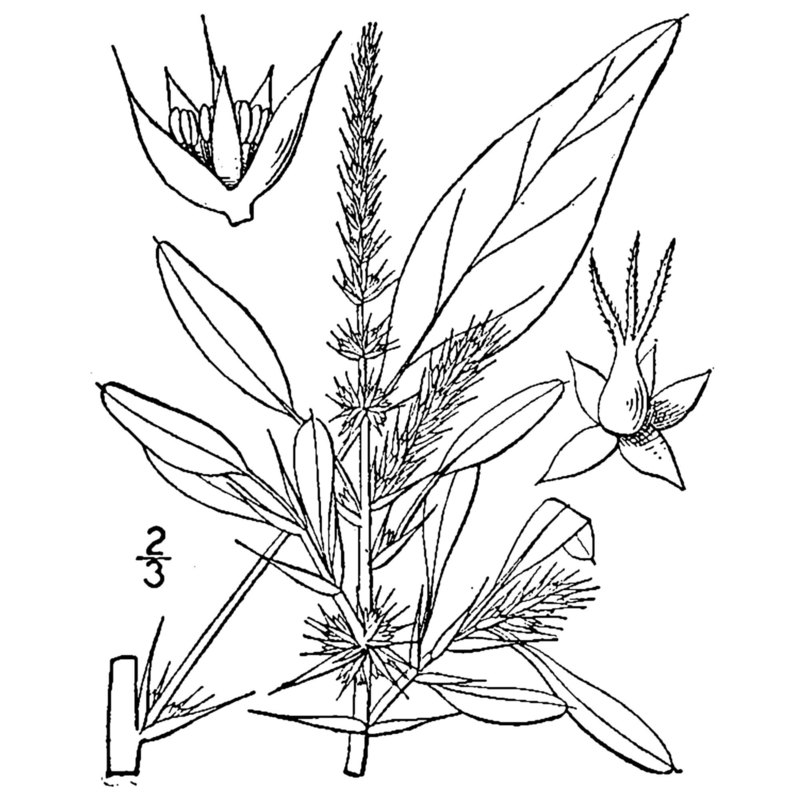 amaranthus spinosus l.