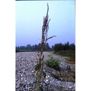 amaranthus tamariscinus nutt.