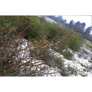 amaranthus tamariscinus nutt.