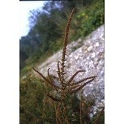 amaranthus tamariscinus nutt.