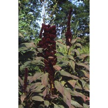 amaranthus tricolor l.