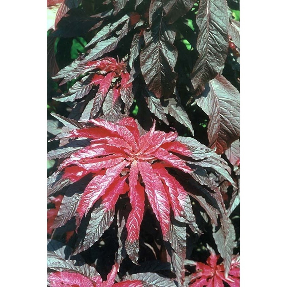 amaranthus tricolor l.