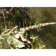 amaranthus tuberculatus (moq.) j. d. sauer