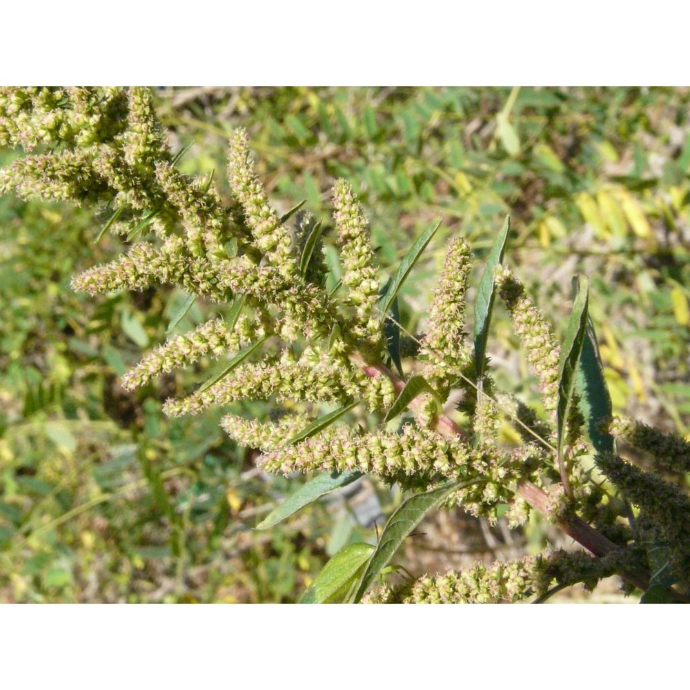 amaranthus tuberculatus (moq.) j. d. sauer