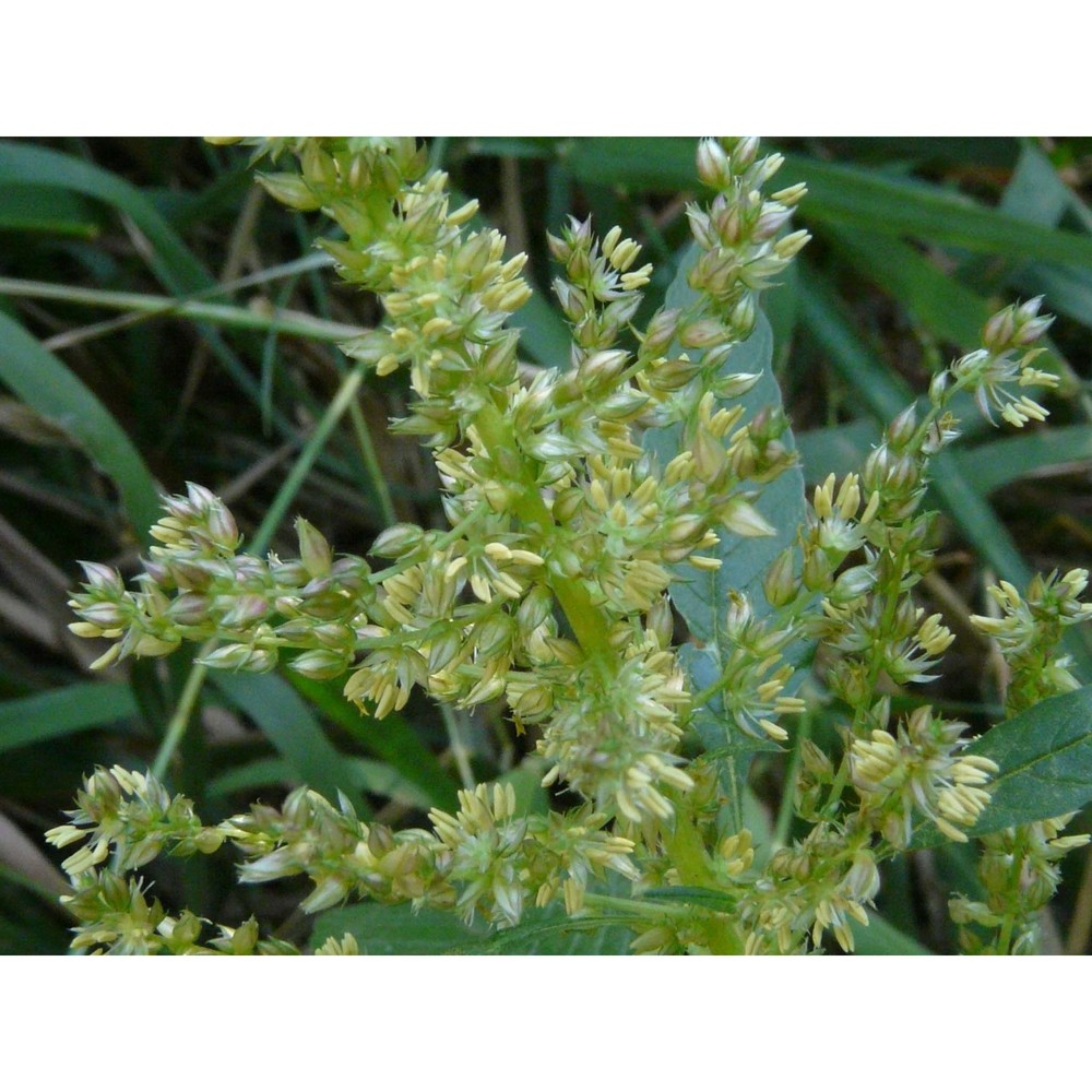 amaranthus tuberculatus (moq.) j. d. sauer