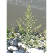 amaranthus tuberculatus (moq.) j. d. sauer