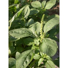 amaranthus viridis l.