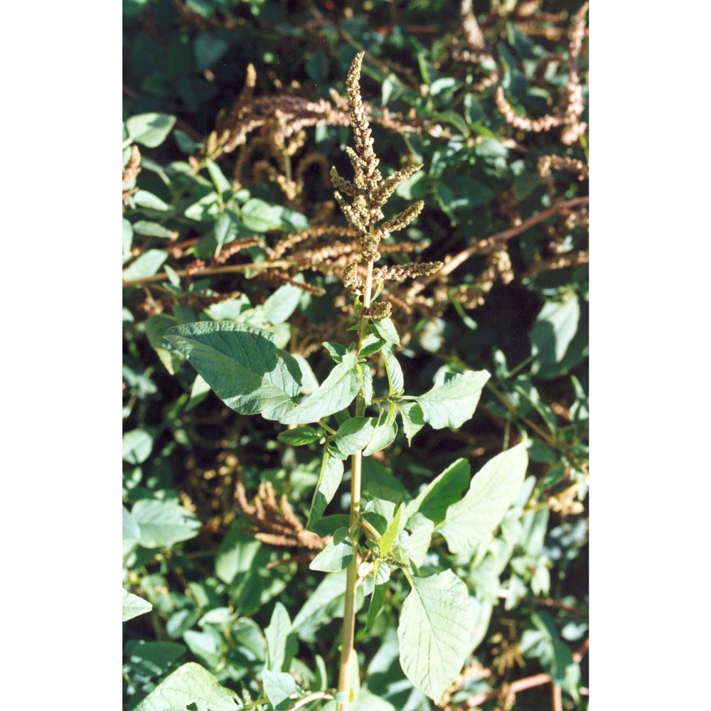 amaranthus viridis l.