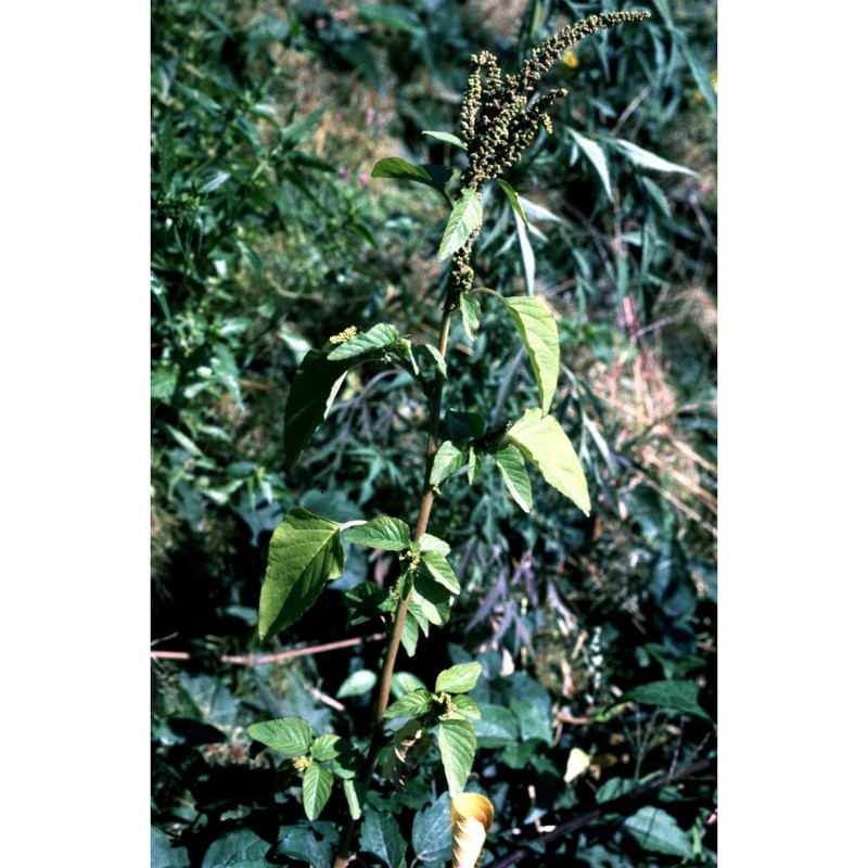 amaranthus viridis l.