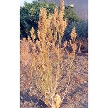 atriplex hortensis l.