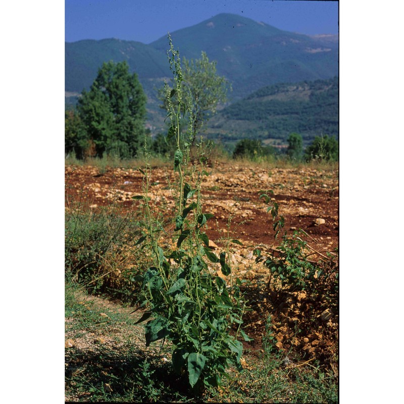 atriplex hortensis l.