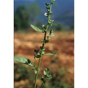 atriplex hortensis l.