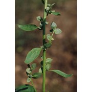 atriplex hortensis l.