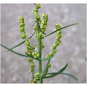 atriplex littoralis l.