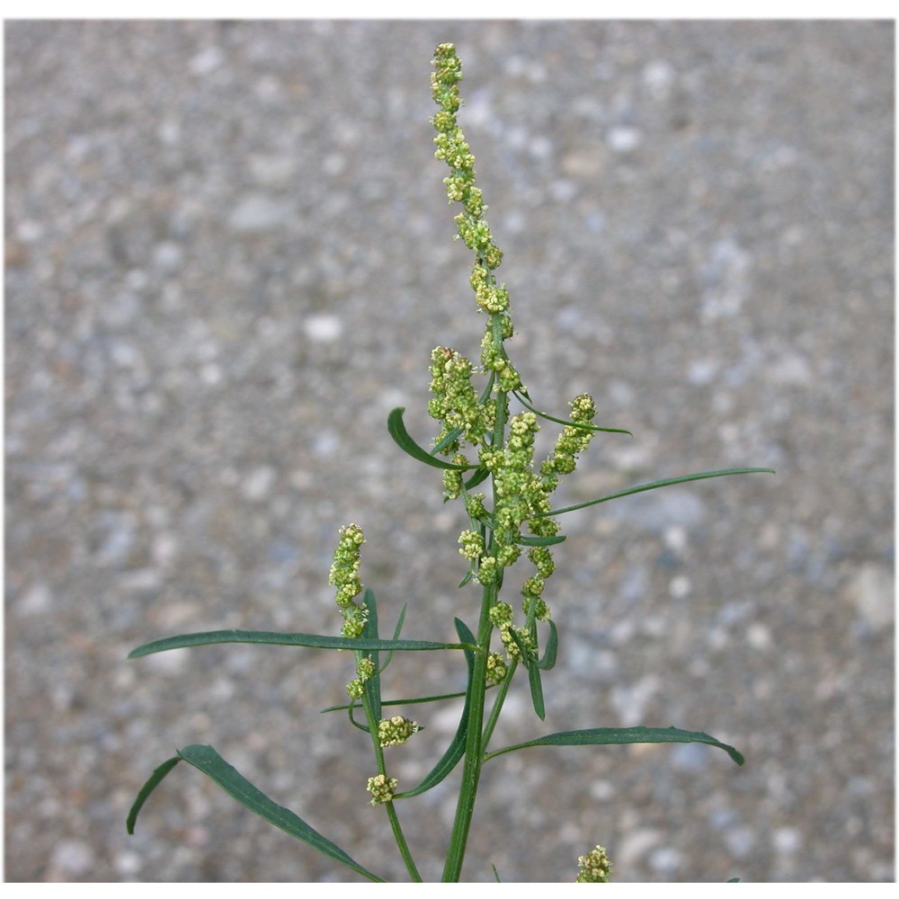 atriplex littoralis l.