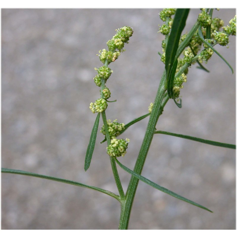 atriplex littoralis l.