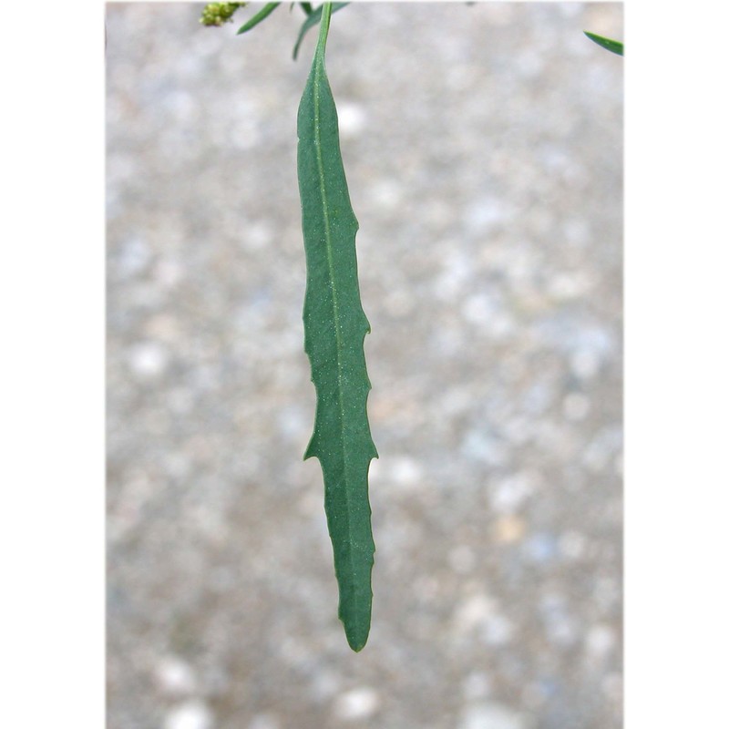 atriplex littoralis l.