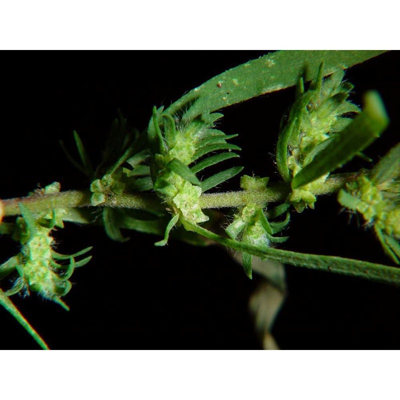 atriplex oblongifolia waldst. et kit.