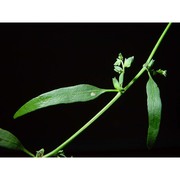 atriplex oblongifolia waldst. et kit.