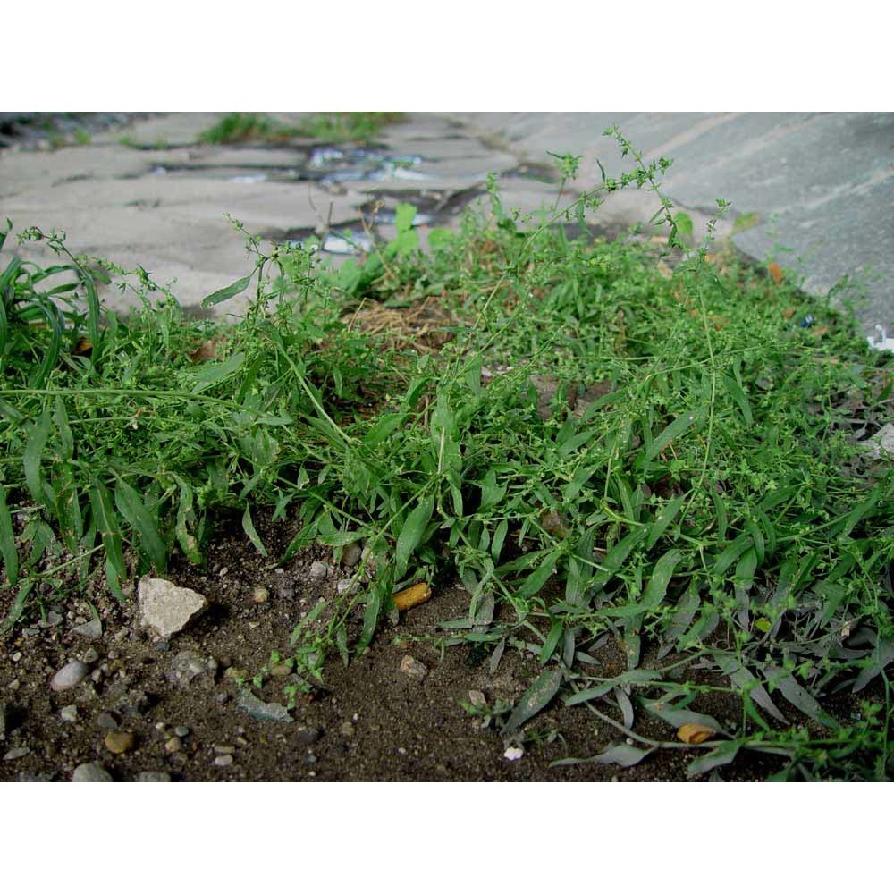 atriplex oblongifolia waldst. et kit.