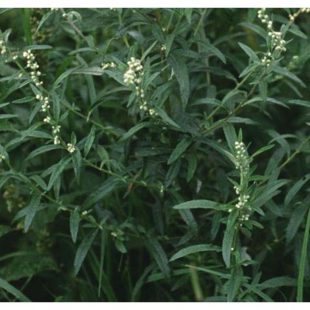 atriplex patula l.