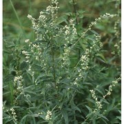 atriplex patula l.