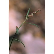 atriplex patula l.