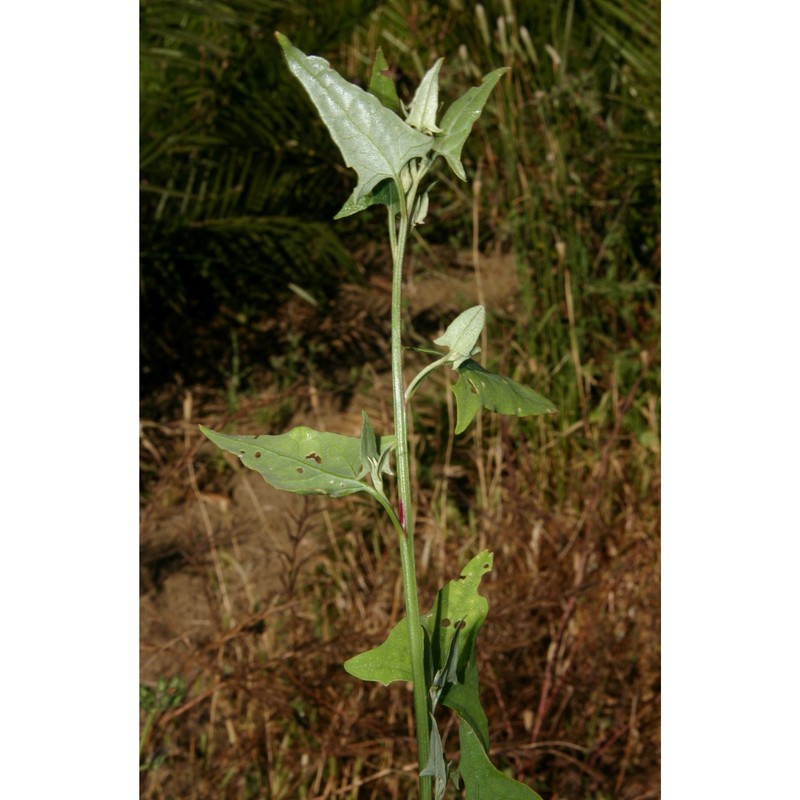 atriplex prostrata boucher ex dc.