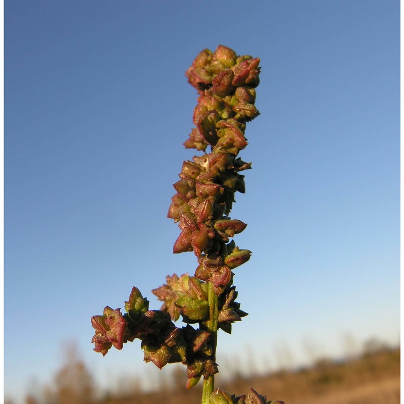 atriplex rosea l.