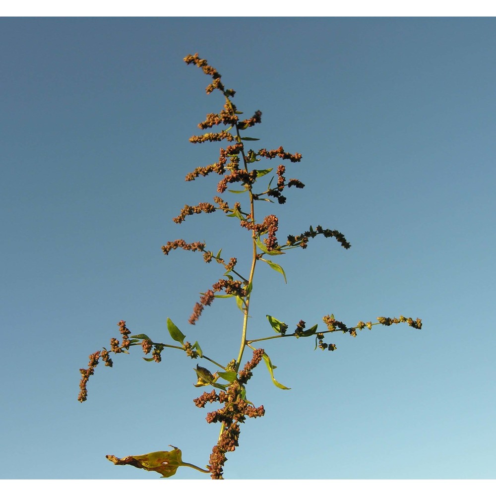 atriplex rosea l.