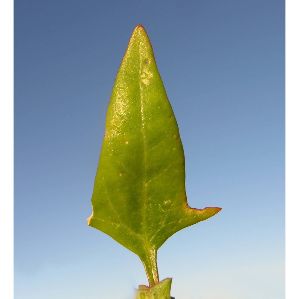 atriplex rosea l.