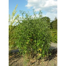 atriplex sagittata borkh.