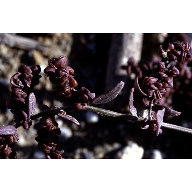 atriplex tatarica l.