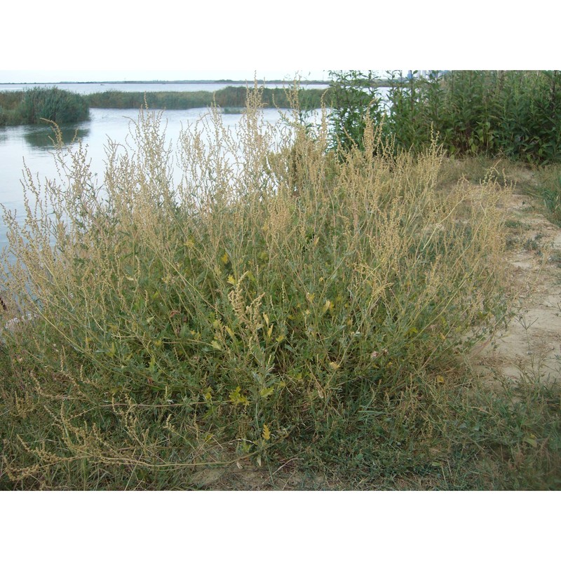 atriplex tatarica l.