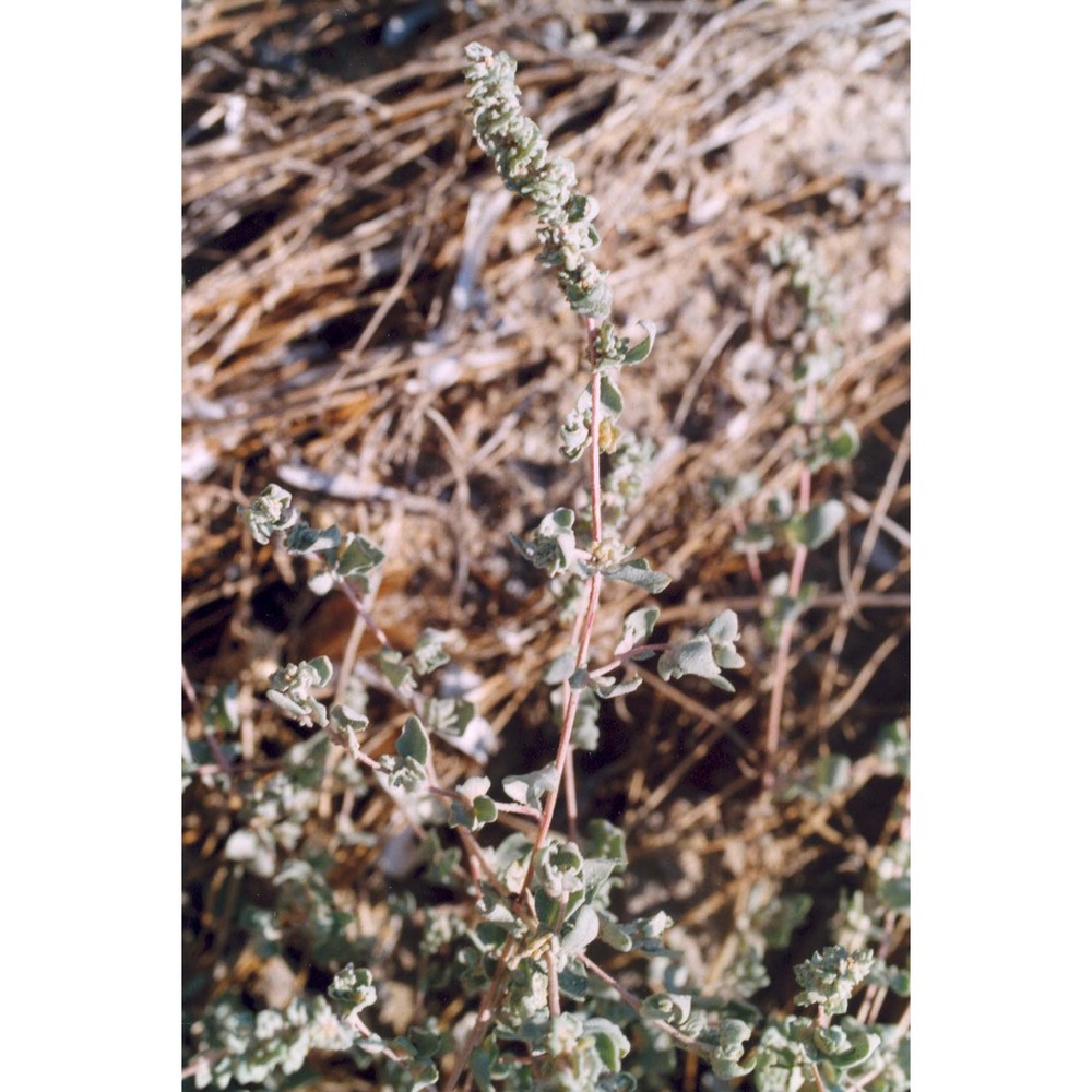 atriplex tornabenei tineo ex guss.