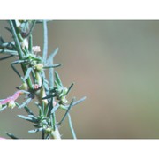 bassia laniflora (s. g. gmel.) a. j. scott