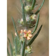 bassia laniflora (s. g. gmel.) a. j. scott