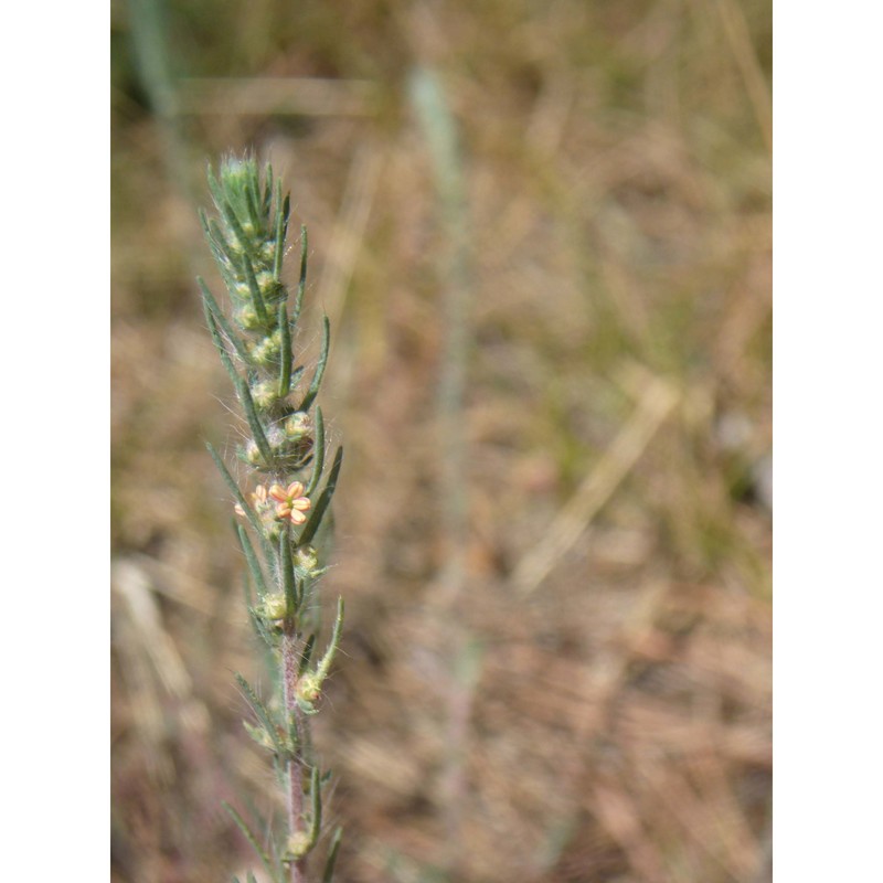 bassia laniflora (s. g. gmel.) a. j. scott