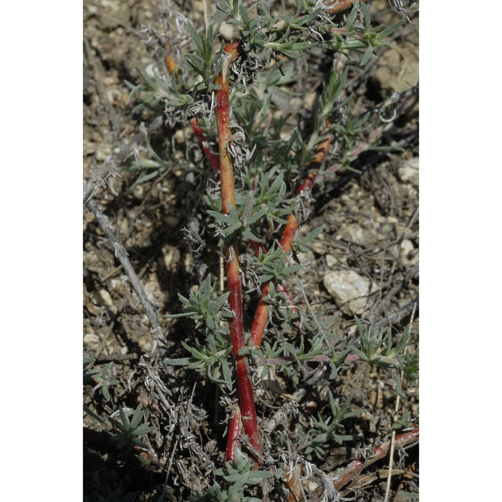 bassia prostrata (l.) beck